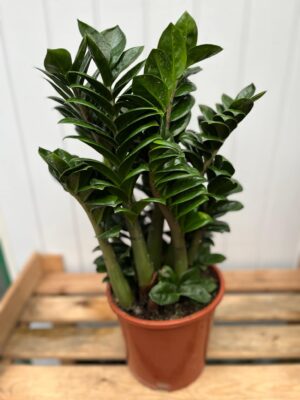 Zamioculcas Zenzi