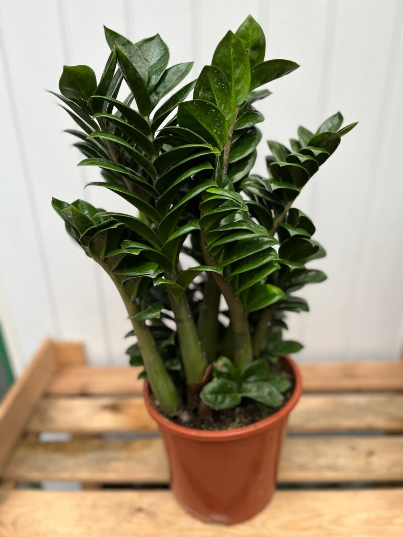 Zamioculcas Zenzi
