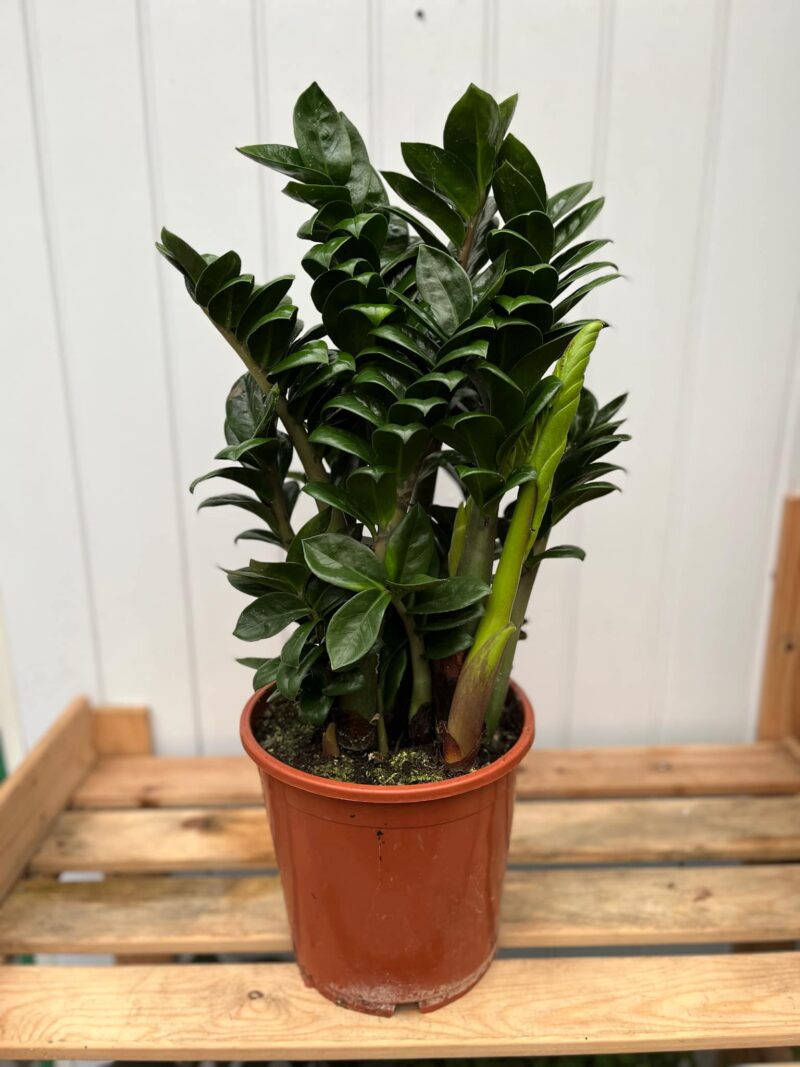Zamioculcas Zenzi