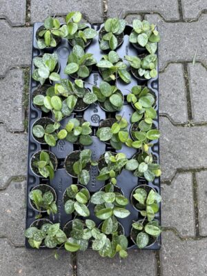 Hoya Mathilde Splash