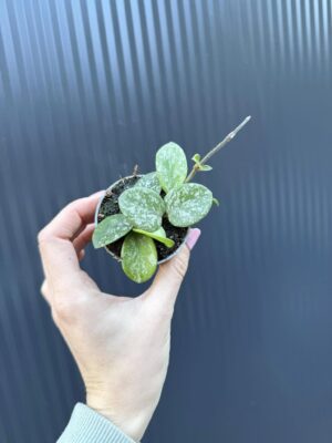 Hoya Mathilde Splash