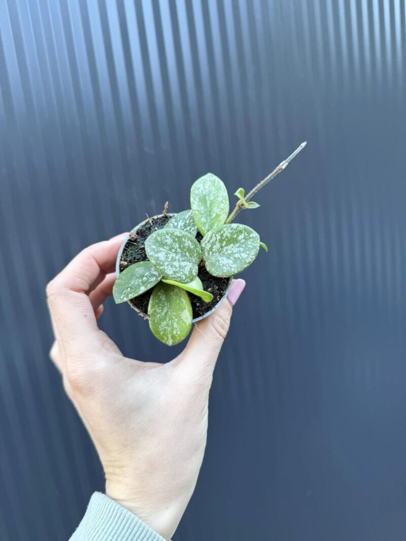 Hoya Mathilde Splash