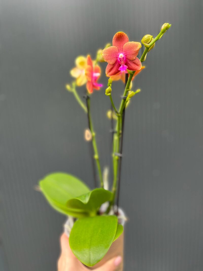 Phalaenopsis Bolgheri | Storczyk