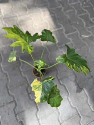 Philodendron Thaumatophyllum Selloum Variegata