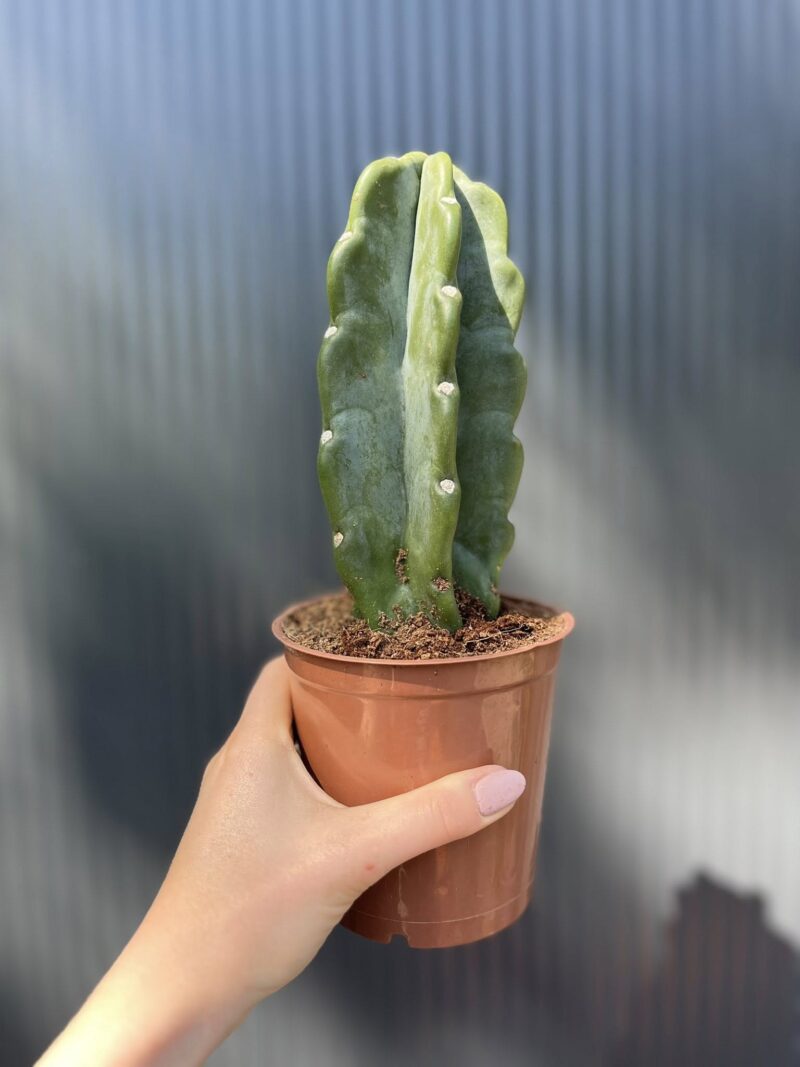 Kaktus Cuddly