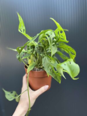 Monstera Adansonii Laniata
