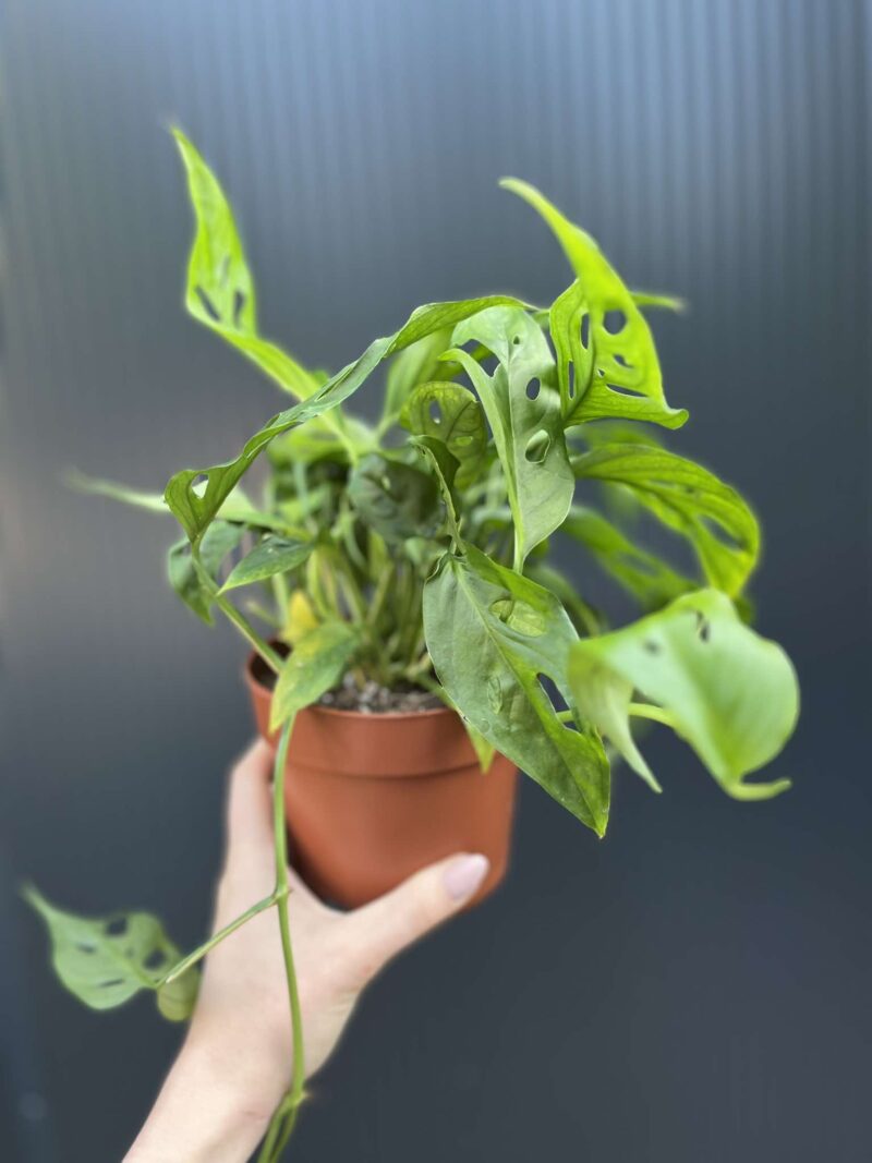 Monstera Adansonii Laniata