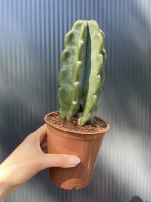 Kaktus Cuddly