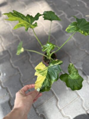 Philodendron Thaumatophyllum Selloum Variegata