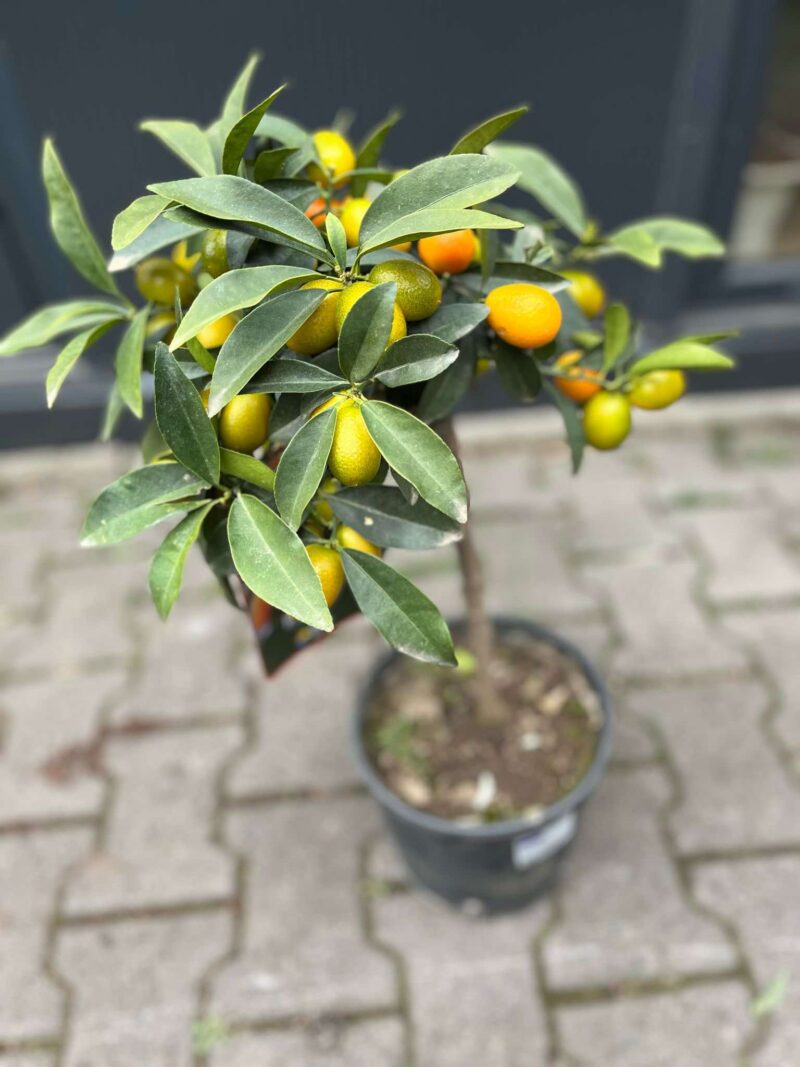 Kumquat (Fortunella japonica)