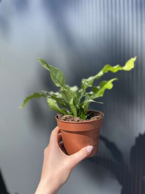 Microrosum musifolium ‘Crocodyllus’ – Tropikalna Paproć Krokodyl