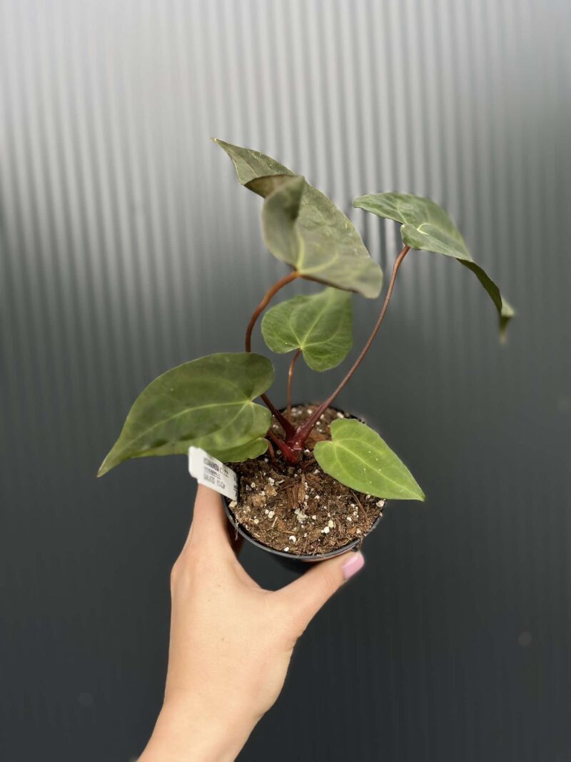 Anthurium Shuar Soul Inverse Crossing x Anthurium Papillilaminum