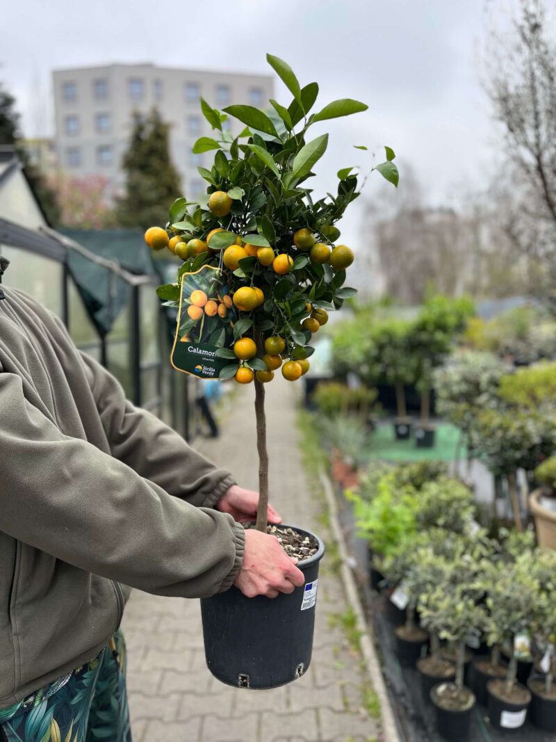 Calamandino (Citrus mitis)