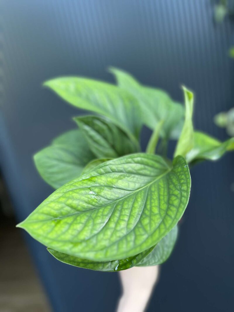 Monstera Karstenianum Peru