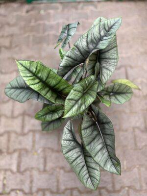 Alocasia Platinum XXL