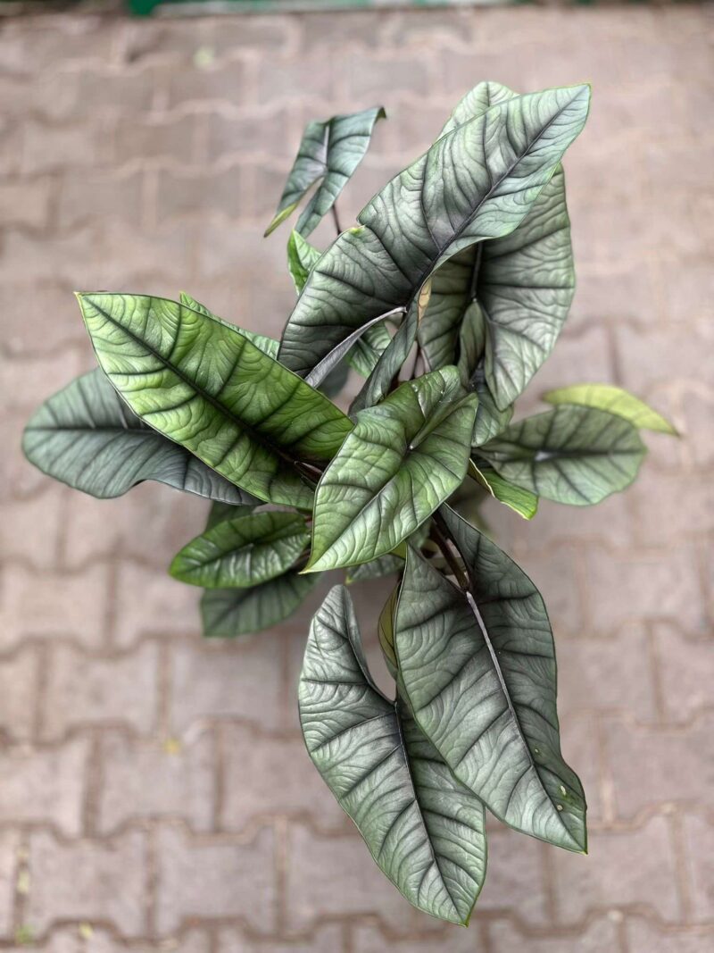 Alocasia Platinum XXL