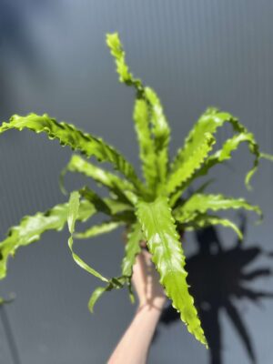 Asplenium nidus Crispy Wave, Paproć Gniazdowa