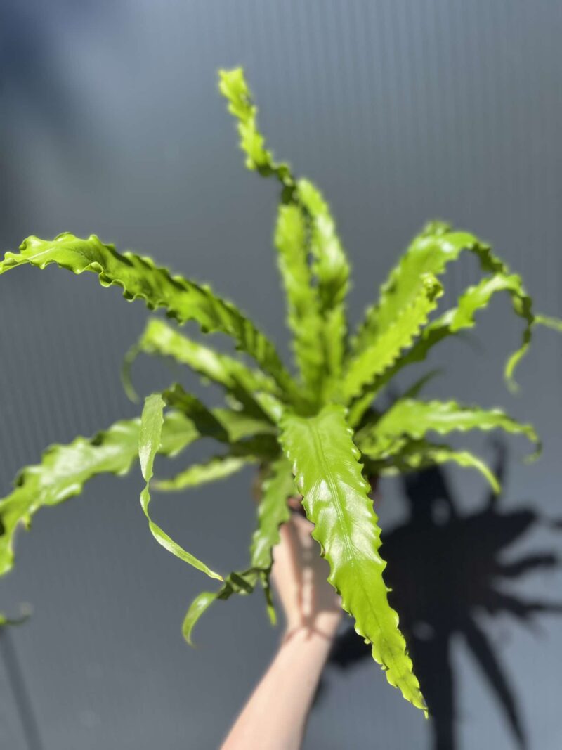 Asplenium nidus Crispy Wave, Paproć Gniazdowa