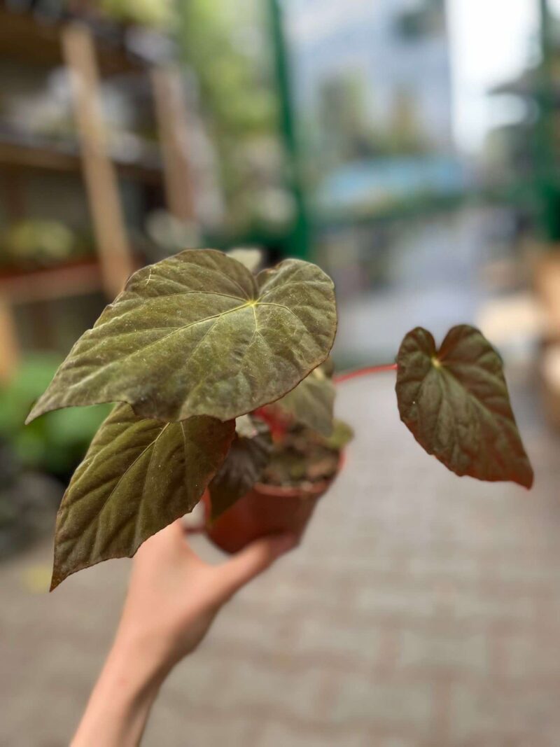 Begonia Pavonina