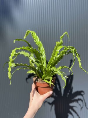 Asplenium nidus Crispy Wave, Paproć Gniazdowa