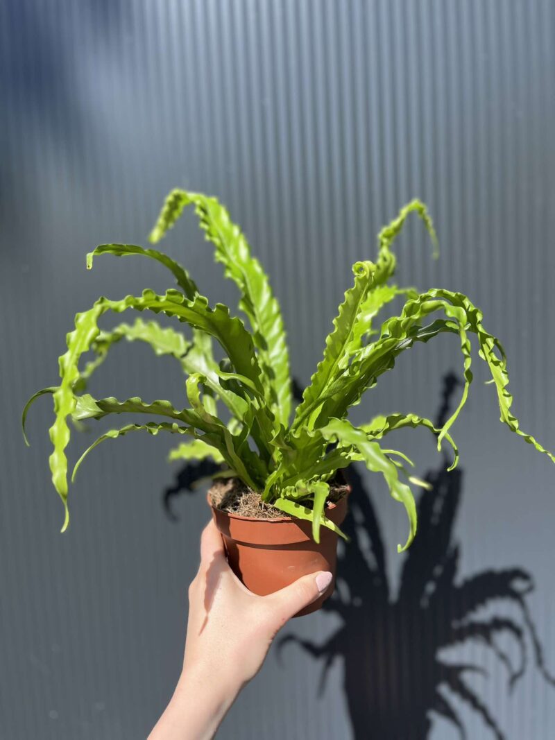 Asplenium nidus Crispy Wave, Paproć Gniazdowa