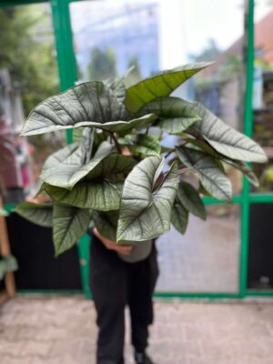 Alocasia Platinum XXL