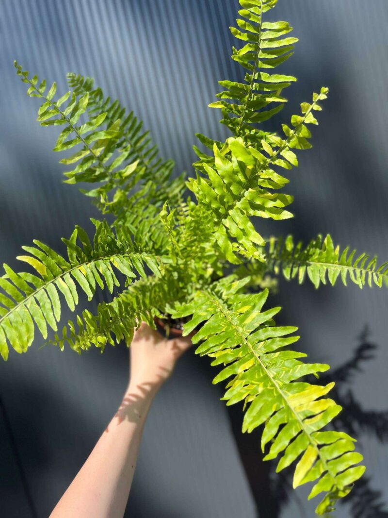 Paproć Variegata (Nephrolepis Exaltata Variegata)