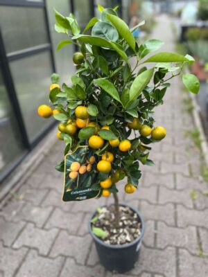 Calamandino (Citrus mitis)