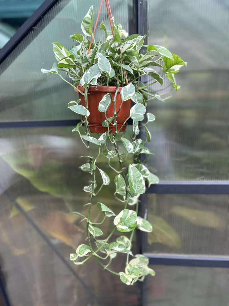 Epipremnum n’Joy