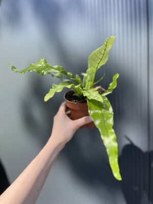 Microrosum musifolium ‘Crocodyllus’ – Tropikalna Paproć Krokodyl