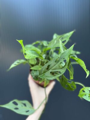 Monstera Adansonii Laniata