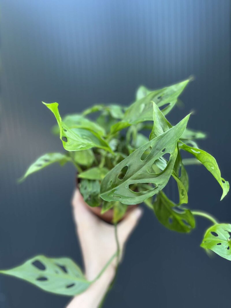 Monstera Adansonii Laniata