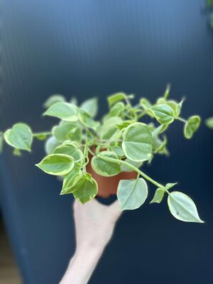Peperomia scandens ‘Variegata’