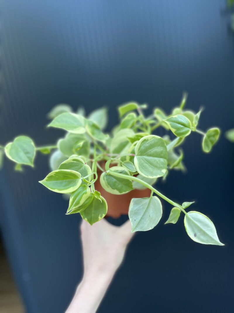 Peperomia scandens ‘Variegata’