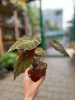Begonia Pavonina