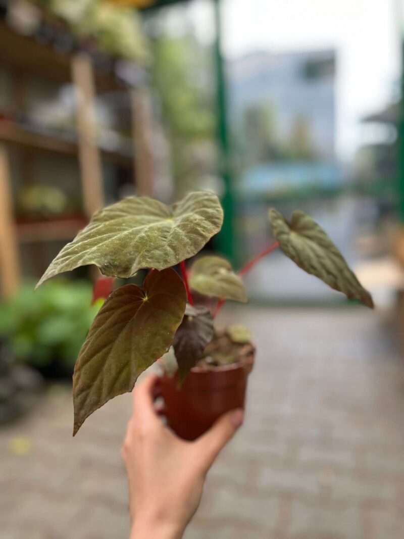 Begonia Pavonina