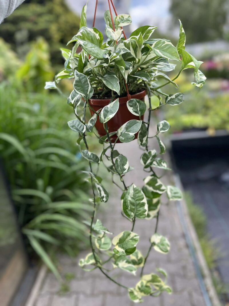 Epipremnum n’Joy