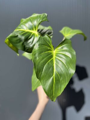 Homalomena, Homaloena Tropikalna Zieleń o Eleganckich Liściach