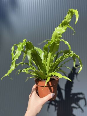 Asplenium nidus Crispy Wave, Paproć Gniazdowa
