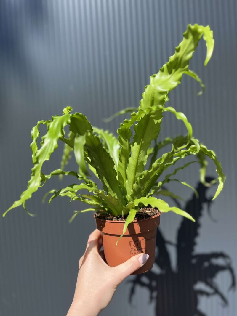 Asplenium nidus Crispy Wave, Paproć Gniazdowa