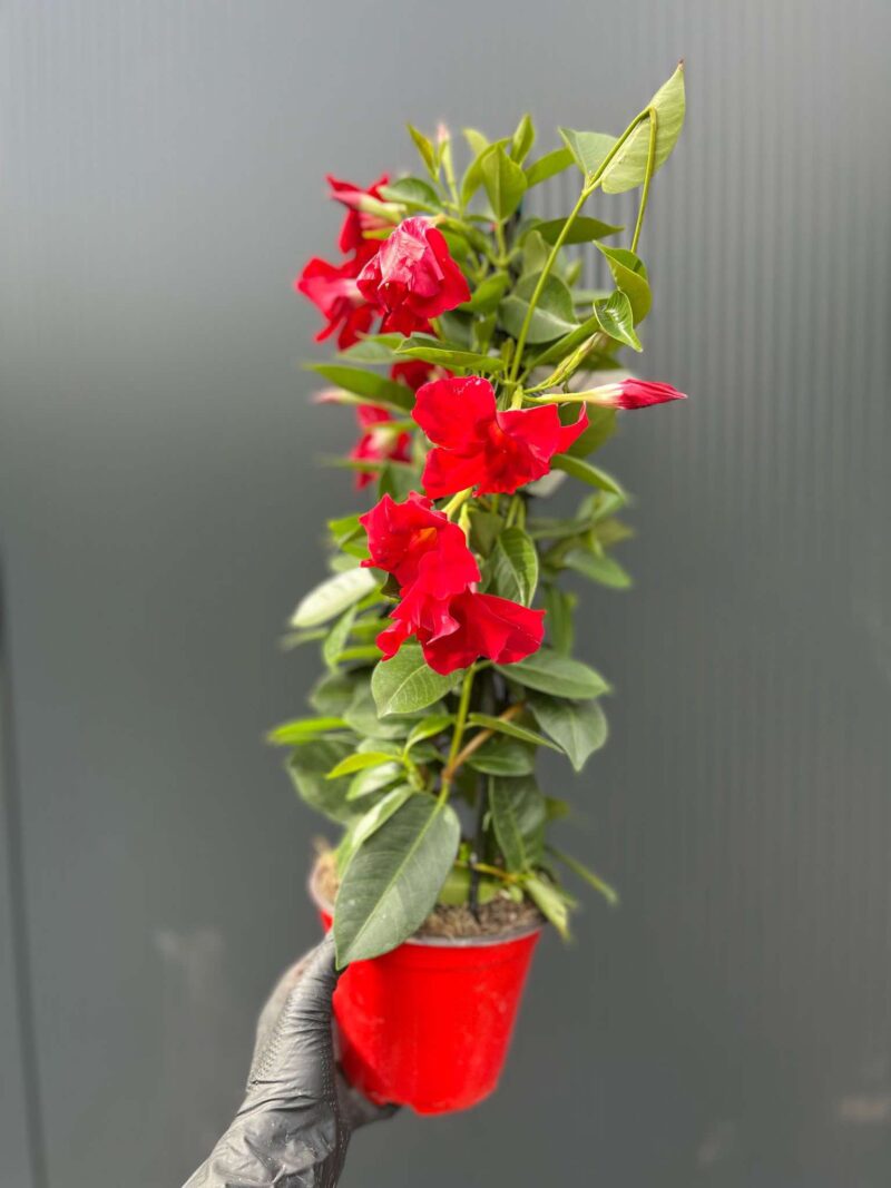 Dipladenia – Sundaville Red