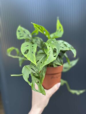 Monstera Adansonii Laniata