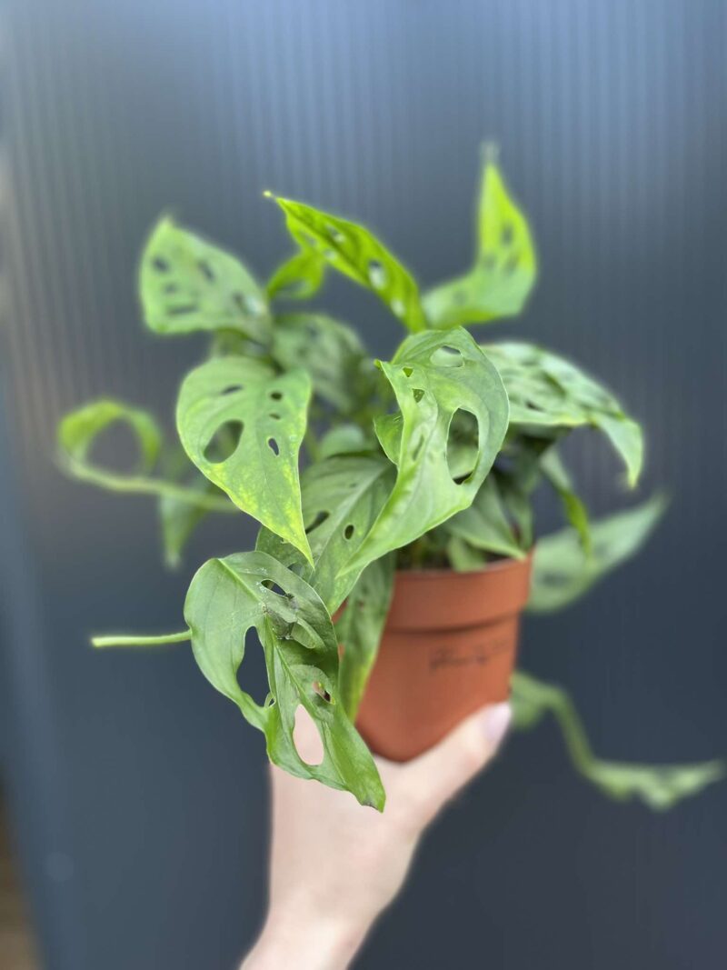 Monstera Adansonii Laniata