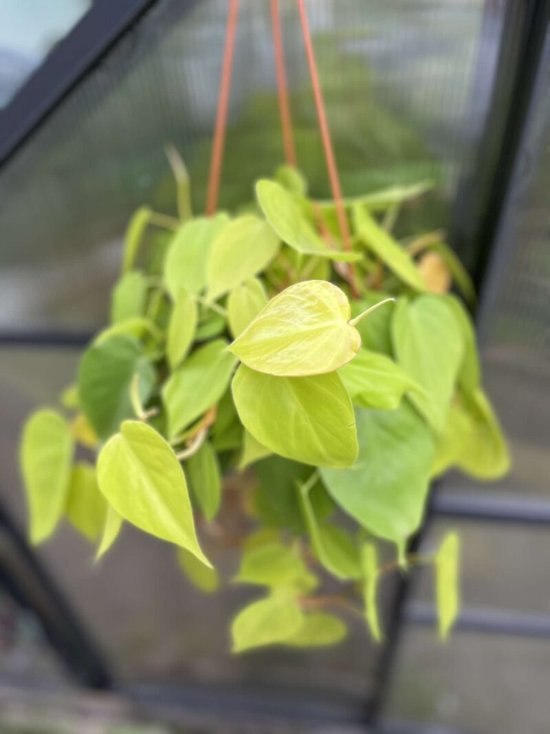 Philodendron Scandens Lemon Lime