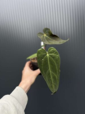 Anthurium Shuar Soul Inverse Crossing x Anthurium Papillilaminum