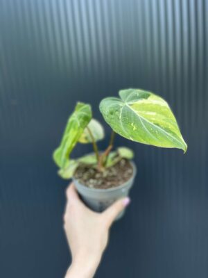 Philodendron Gloriosum Variegata
