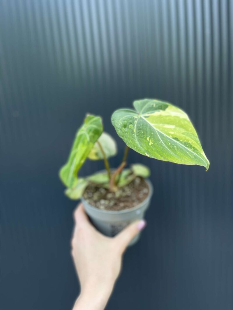 Philodendron Gloriosum Variegata