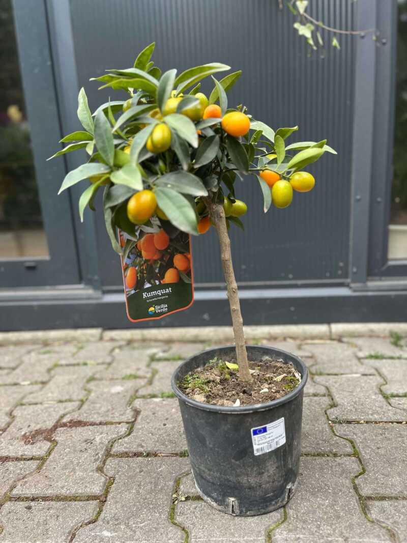 Kumquat (Fortunella japonica)