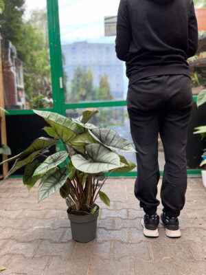 Alocasia Platinum XXL