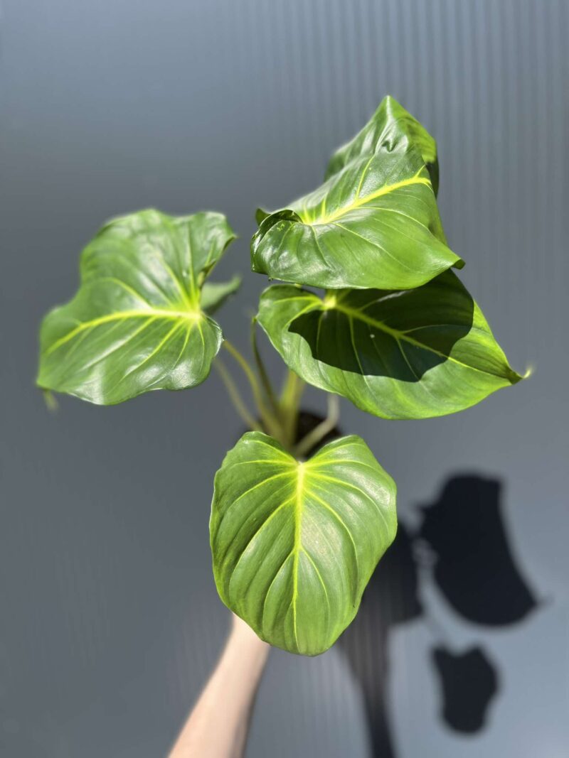 Homalomena, Homaloena Tropikalna Zieleń o Eleganckich Liściach